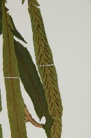 劍葉鐵角蕨、箭葉鐵角蕨藏品圖，第5張