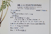 縮羽金星蕨藏品圖，第2張