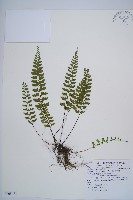 吉永鐵角蕨、斜葉鐵角蕨藏品圖，第1張