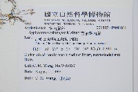 吉永鐵角蕨、斜葉鐵角蕨藏品圖，第2張