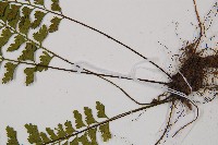 吉永鐵角蕨、斜葉鐵角蕨藏品圖，第3張