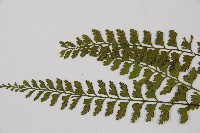 吉永鐵角蕨、斜葉鐵角蕨藏品圖，第4張