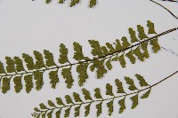 吉永鐵角蕨、斜葉鐵角蕨藏品圖，第5張