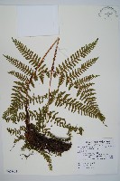 臺灣鱗毛蕨藏品圖，第1張