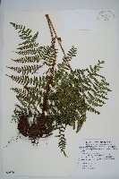 阿里山肉刺蕨、肉刺蕨藏品圖，第1張