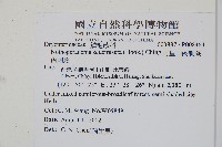 阿里山肉刺蕨、肉刺蕨藏品圖，第2張