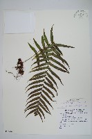 箭葉水龍骨、擬水龍骨藏品圖，第1張