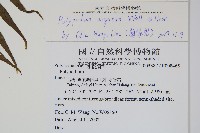 箭葉水龍骨、擬水龍骨藏品圖，第2張