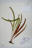 麟瓦葦、川上氏瓦葦藏品圖，第1張