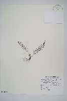 小葉鐵角蕨藏品圖，第1張