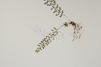 小葉鐵角蕨藏品圖，第3張