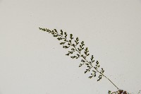 小葉鐵角蕨藏品圖，第4張