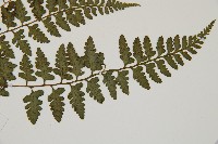 宿蹄蓋蕨藏品圖，第3張