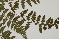 宿蹄蓋蕨藏品圖，第4張