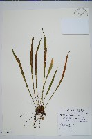 玉山石葦藏品圖，第1張