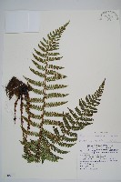 黑鱗耳蕨藏品圖，第1張