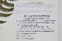 黑鱗耳蕨藏品圖，第2張