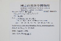 擬岩蕨藏品圖，第2張