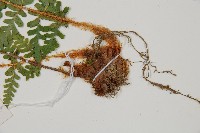 擬岩蕨藏品圖，第3張