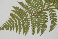 擬岩蕨藏品圖，第5張