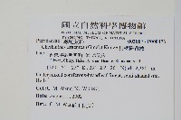 長柄粉背蕨藏品圖，第2張