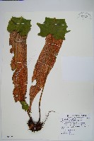 盧山石葦藏品圖，第1張