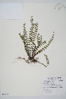 鐵角蕨藏品圖，第1張