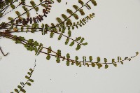 鐵角蕨藏品圖，第3張