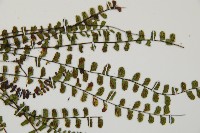 鐵角蕨藏品圖，第4張