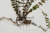 鐵角蕨藏品圖，第5張