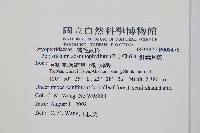 針葉耳蕨藏品圖，第2張