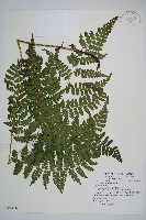 川上氏雙蓋蕨藏品圖，第1張