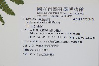 川上氏雙蓋蕨藏品圖，第2張