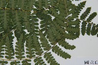 川上氏雙蓋蕨藏品圖，第3張