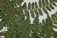 川上氏雙蓋蕨藏品圖，第4張