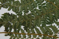 川上氏雙蓋蕨藏品圖，第5張