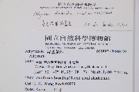 三回蹄蓋蕨藏品圖，第2張