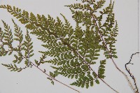 三回蹄蓋蕨藏品圖，第4張