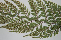 三回蹄蓋蕨藏品圖，第5張