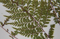 三回蹄蓋蕨藏品圖，第6張