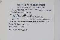 書帶蕨藏品圖，第2張