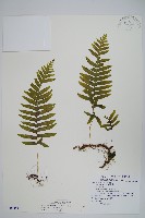 栗柄水龍骨藏品圖，第1張