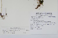 栗柄水龍骨藏品圖，第2張