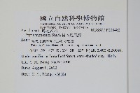 日本鳳尾蕨藏品圖，第2張