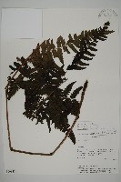 登錄號:P008484藏品圖，第1張