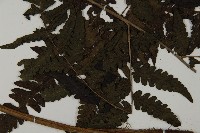 登錄號:P008484藏品圖，第4張