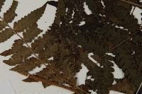 登錄號:P008484藏品圖，第5張