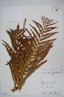 毛蕨藏品圖，第1張