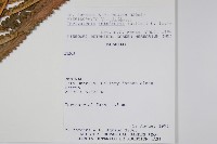 毛蕨藏品圖，第2張