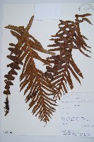 登錄號:P008486藏品圖，第1張